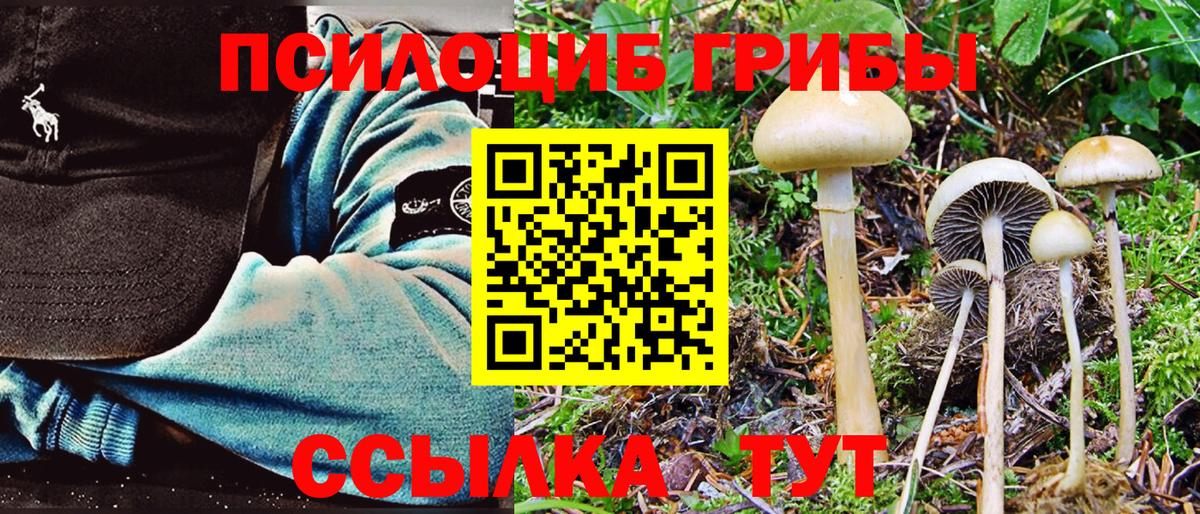 Псилоцибиновые грибы Psilocybe  Вход с VPN  где купить наркотик  Магадан 